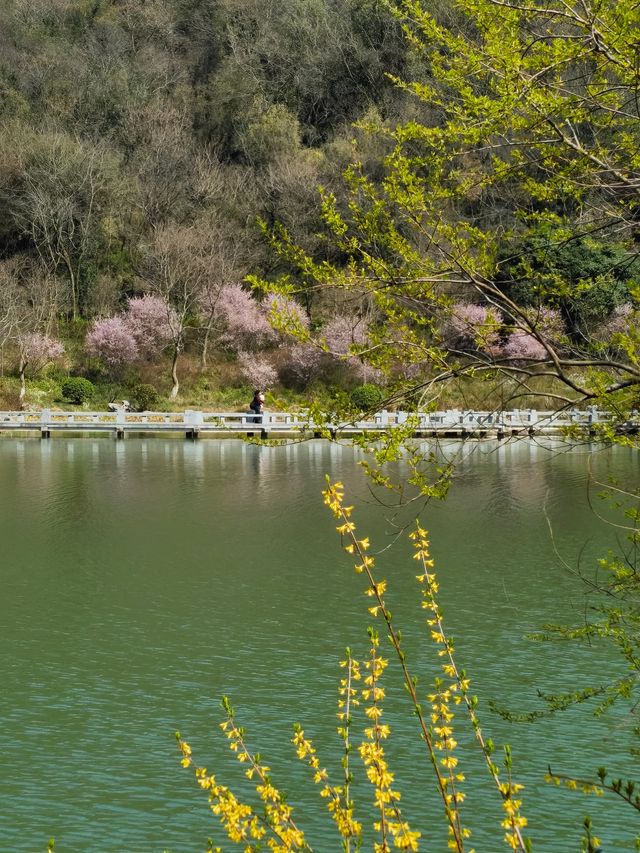 杭州的迎春花已開