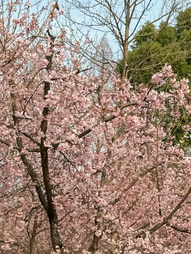 南京夫子廟賞櫻攻略來啦～