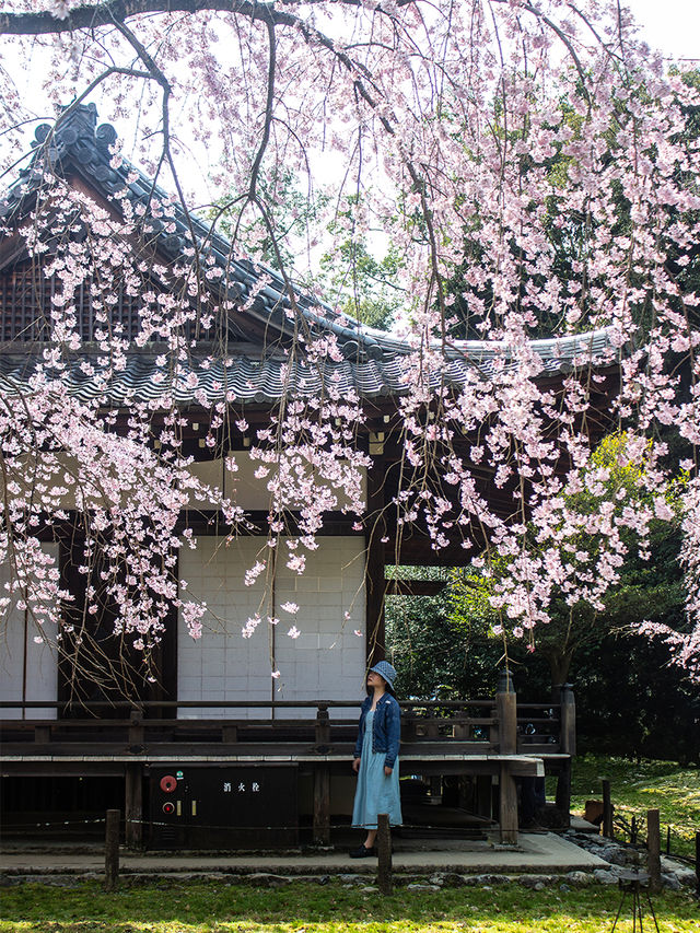 Discover 13 Stunning Cherry Blossom Spots in Kyoto for 2025