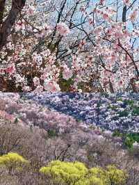 北京賞桃花好去處‖打卡避坑攻略