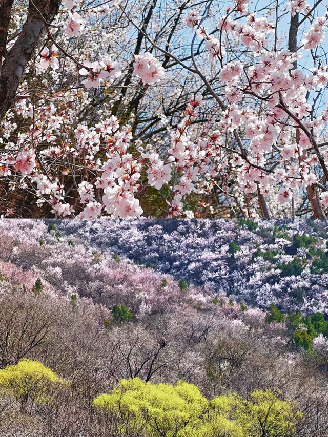 北京賞桃花好去處‖打卡避坑攻略