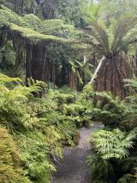 One Of The Best Free Things In Auckland, The Stunning Winter Gardens 