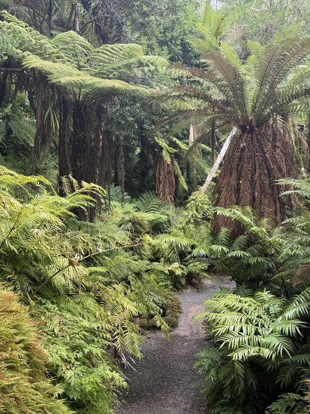 One Of The Best Free Things In Auckland, The Stunning Winter Gardens 