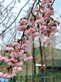 無錫賞櫻天花板！金匱公園超詳細攻略