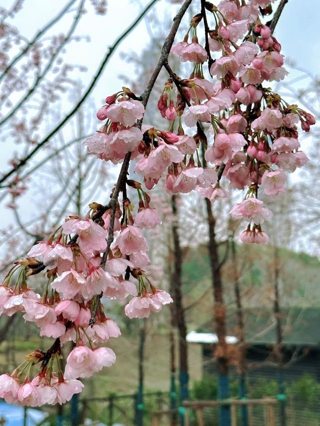 無錫賞櫻天花板！金匱公園超詳細攻略