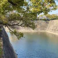 大阪城公園櫻花現狀！別當了大冤種