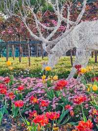 上海大寧公園的鬱金香已到盛花期