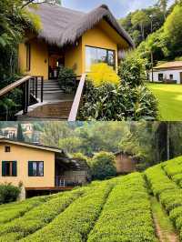 杭州茶園別墅親子度假攻略｜入住綠野仙蹤。