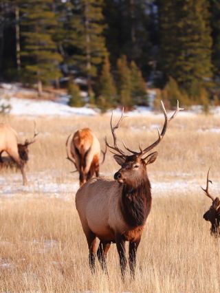 清明節は家にこもらず、カナダ5日間の旅攻略はこちら