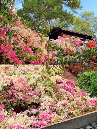"Life is ten thousand springs, bright and serene"