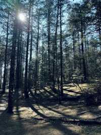麗江｜雲杉坪與藍月谷懶人攻略