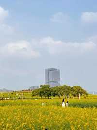 🌼深圳光明歡樂田園花海，夢幻仙境！