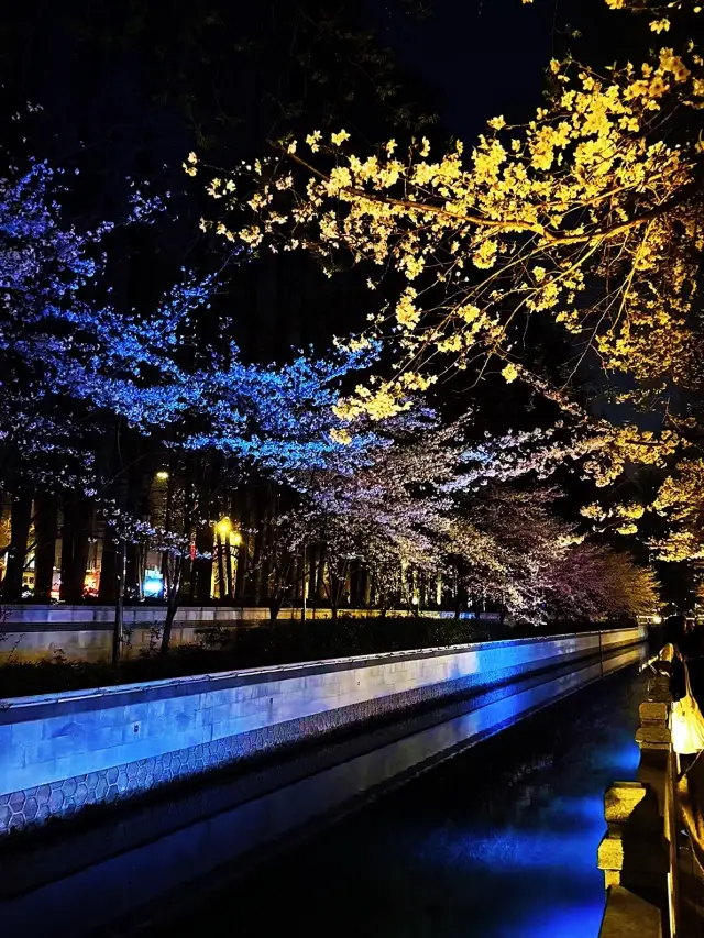 櫻花詩行：夜賞南京珍珠河櫻花