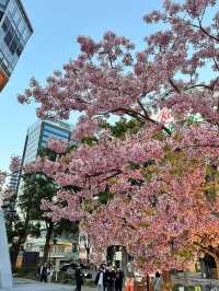 標題：名古屋嘅櫻花，浪漫到心坎里💕