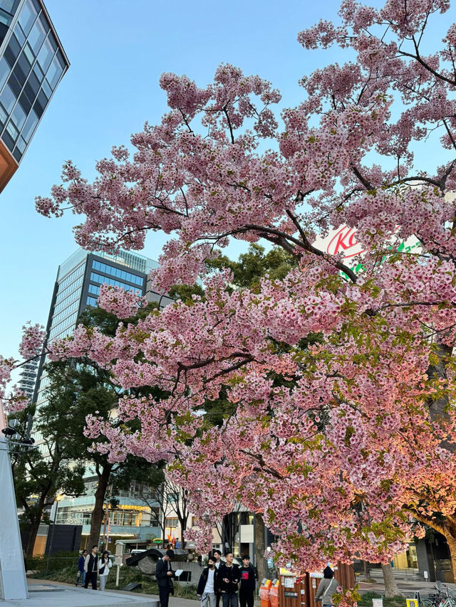 標題：名古屋嘅櫻花，浪漫到心坎里💕