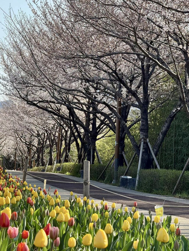 大渚公園，海風輕拂下的櫻花物語