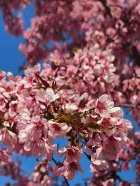 日本賞櫻🌸多條路線攻略請收好