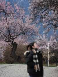 為了西藏的雪山與桃花｜專門去了次米林
