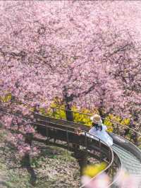 🌸🌸【2025大阪賞櫻攻略】🌸🌸