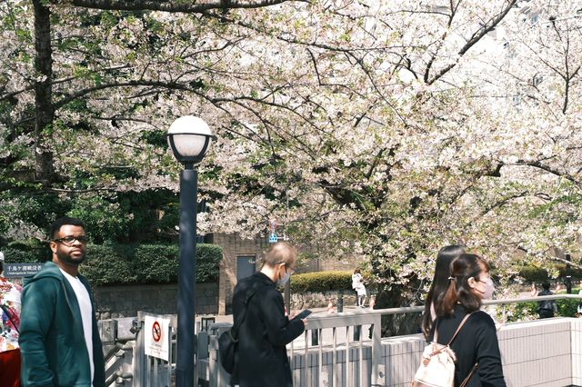 東京千鳥之淵賞櫻之旅