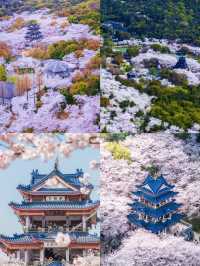 無錫｜3-4月嚟真香！櫻花與禪意的江南交響曲！
