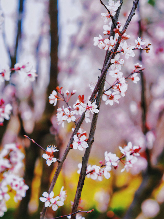 全網首發：櫻花油菜花同框，3.13實拍