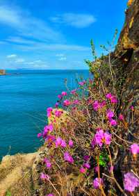 大連石槽懸崖杜鵑花