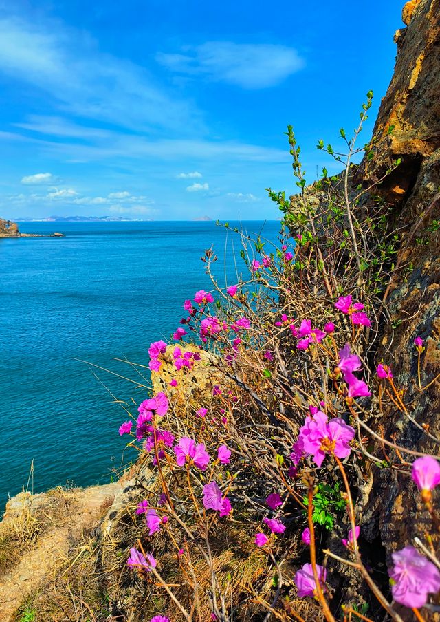 大連石槽懸崖杜鵑花