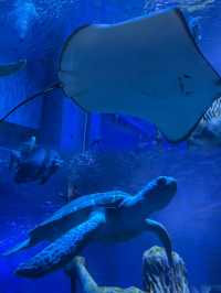 🐋【東莞海之韻海洋公園】玩足全日都唔夠⛲  