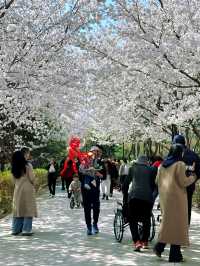 來濰坊學院睇櫻花啦！邂逅春日限定浪漫
