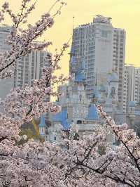 🌸首爾石村湖，夜櫻絕美之境