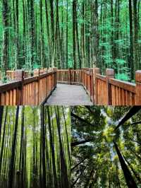 山王坪玩樂解鎖：露營、觀景、尋幽全攻略