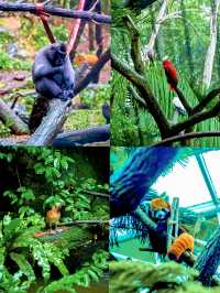 新加坡動物園會懲罰每一個唔做攻略嘅人