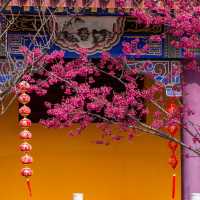 藏在貴陽寺廟裡的櫻花秘境！西普陀寺春日限定太絕了