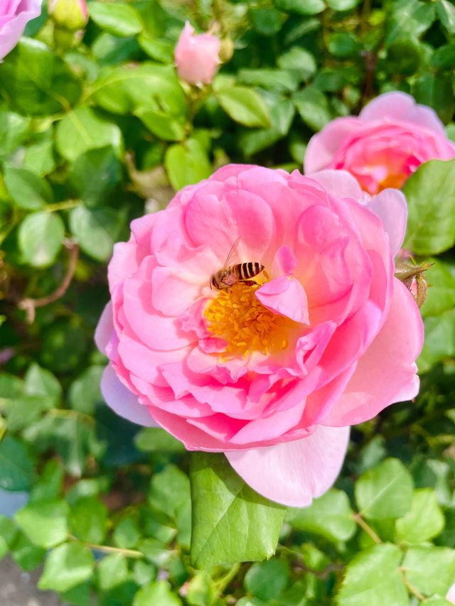 天啊蘇州竟藏着一個“海邊莫奈花園”