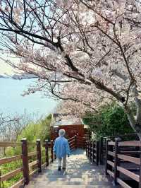 釜山嘅櫻花季就係人間理想