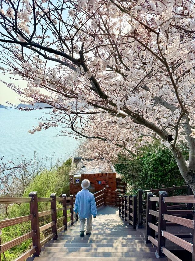 釜山嘅櫻花季就係人間理想