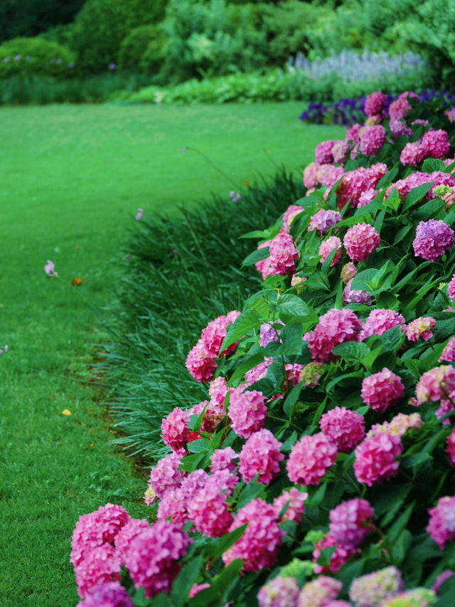🌸救命！上海魯迅公園的繡球花海美到窒息啦！