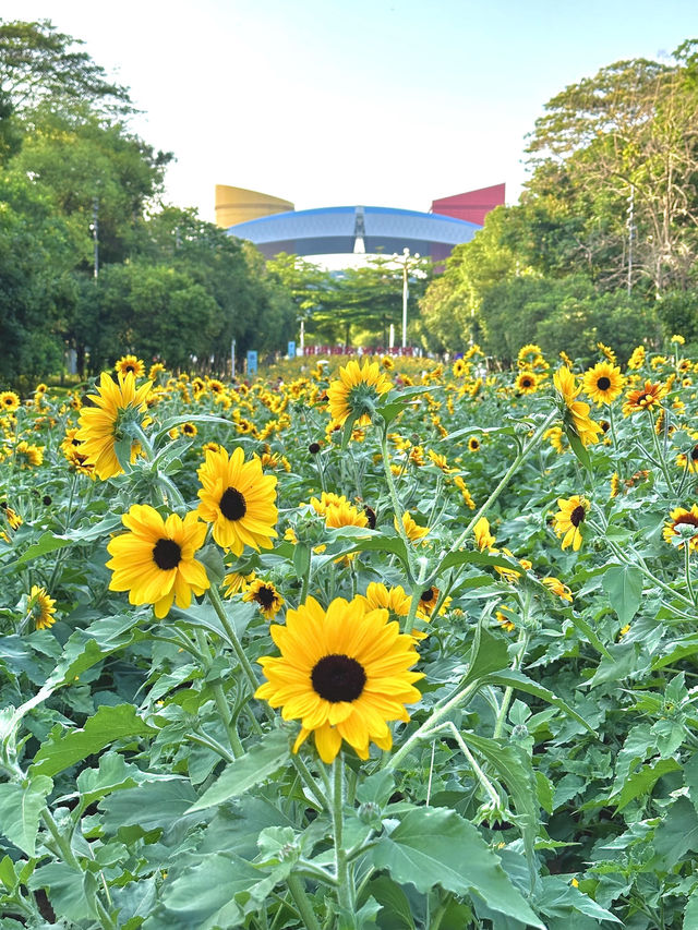 深圳福田的寶子們衝啊！🆕超近市中心的向日葵花海現身市民中心🌻不用遠赴郊區，地鐵直達就能擁抱整片金燦燦的浪漫！