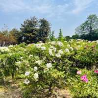 Daming Palace: Peonies and more 🌼 
