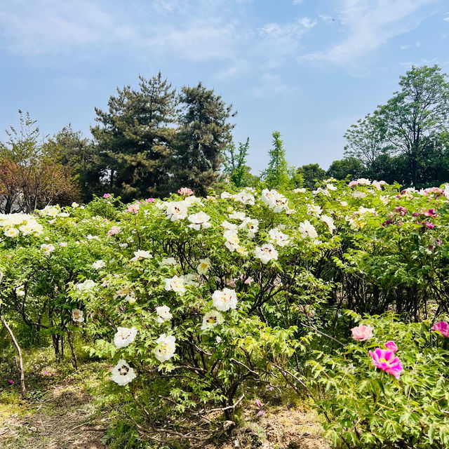 Daming Palace: Peonies and more 🌼 