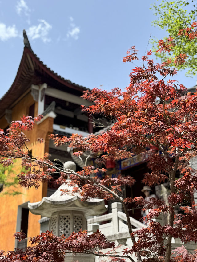 天台山-寧海-上海六日遊 攻略版