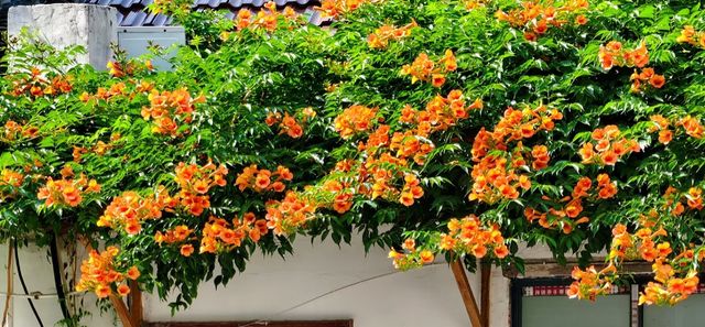 蘇州CityWalk新發現！凌霄花小巷美到失語
