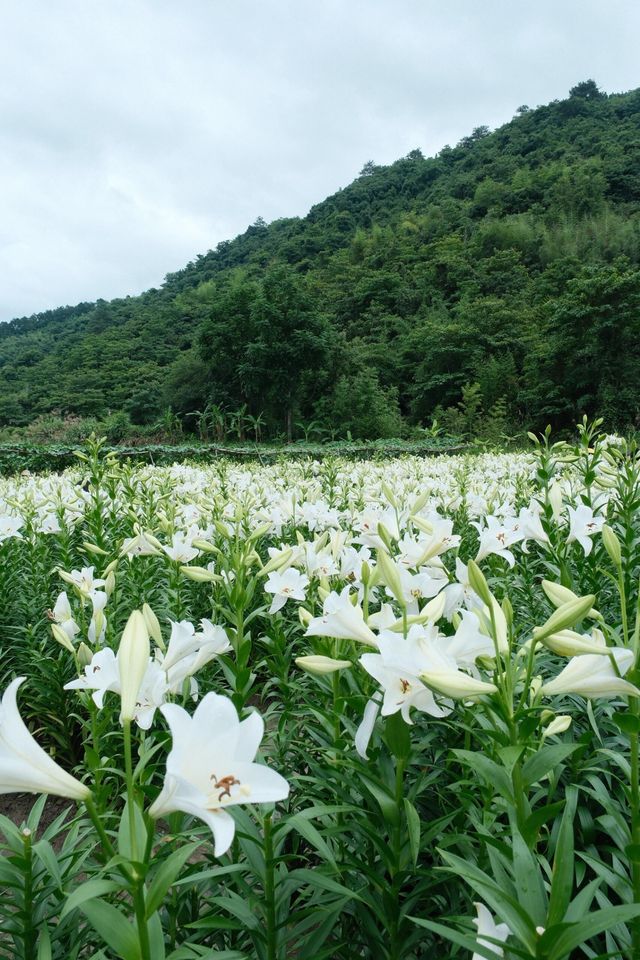 福州限定浪漫！呢片高過人嘅百合花海藏唔住啦～