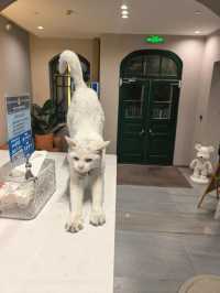 演唱會已成為城市文旅又一張名片