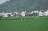 闖入宮崎駿嘅夏天！平陽稻田治癒系風景絕咗