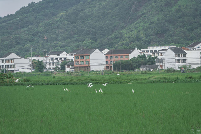 闖入宮崎駿嘅夏天！平陽稻田治癒系風景絕咗