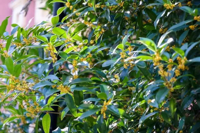 被桂花香喚醒的24小時｜住進金寨的時光