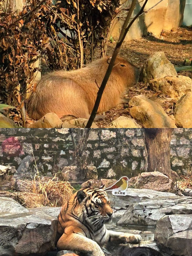 南京紅山動物園超詳細攻略