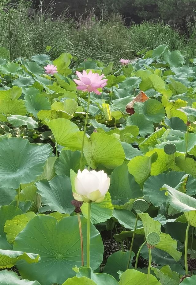 桔子酒店燕郊站：學生嘅完美小天地！